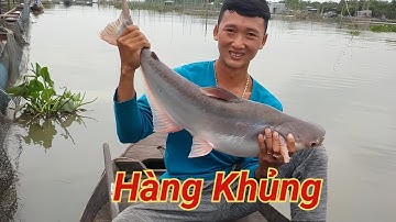 Câu Cá Tra Sông | Run Tay Với Con Cá Tra Khủng Ở Làng Bè Bình Thạnh | Trần Đại Fishing