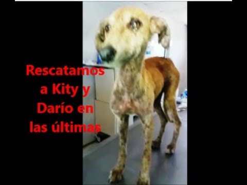 Rescate de Kity y Darío en condiciones extremas 17 11 17 ANIMAL HELP URUGUAY derechos de los animales en la experimentacion