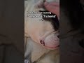 Part 5, final pat of that series #lol #youtubeshorts #bulldog #youtube #tired #tucker #love #sleep