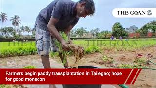 Farmers begin paddy transplantation in Tailegao; hope for good monsoon