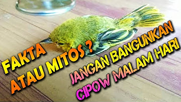Awas jangan bangunkan burung sirtu di malam hari bisa fatal... fakta atau mitos?
