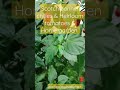 Home garden scotch bonnet chilies  heirloom tomatoes heirloomtomatoes scotchbonnet homegarden