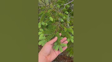 Spruce tips #maine #forage #tourism #education #spruce #trees #nature #outdoors