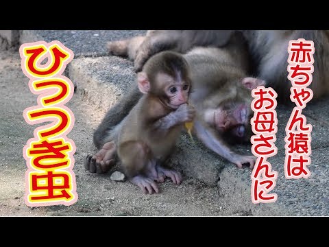 お母さんに寄り添う赤ちゃん猿 - YouTube