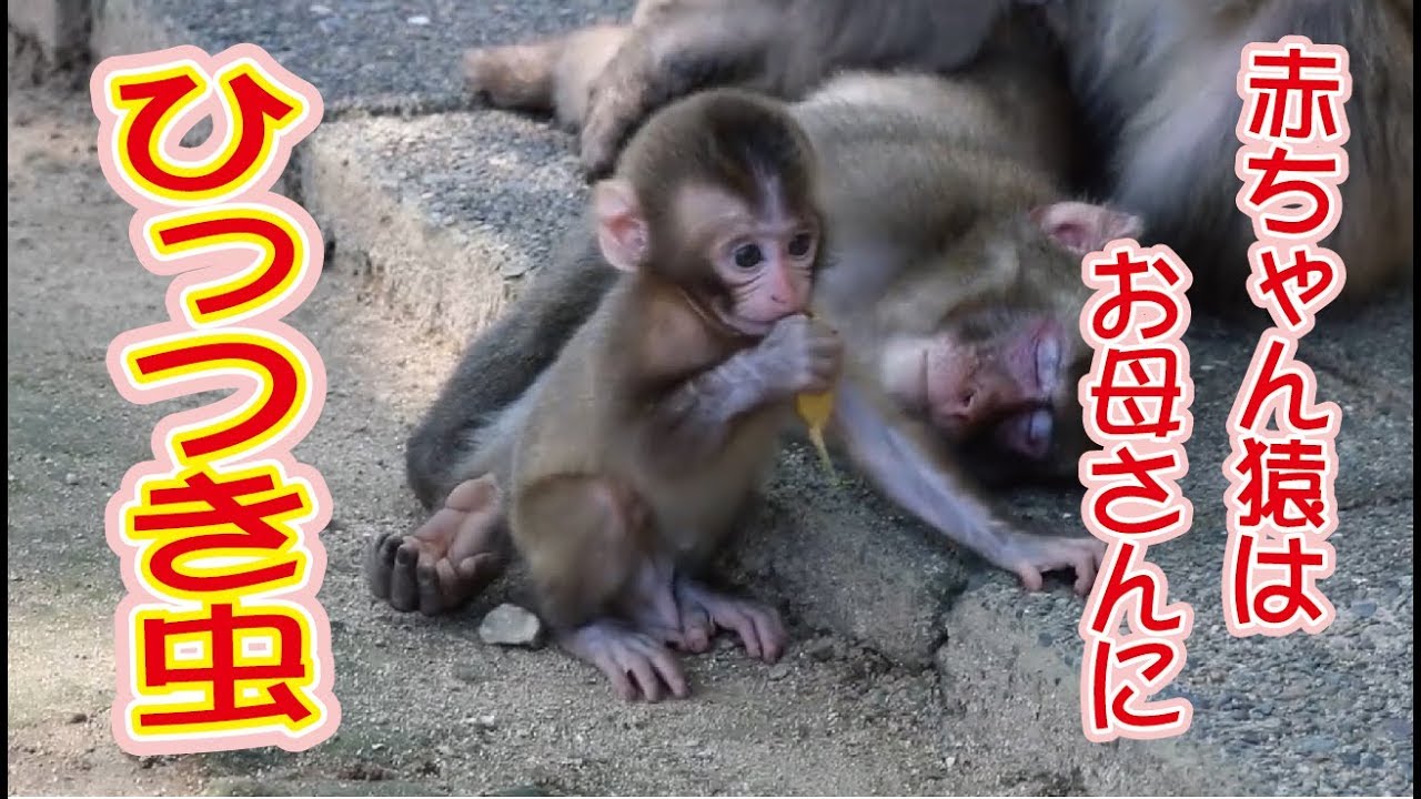 お母さんに寄り添う赤ちゃん猿 - YouTube