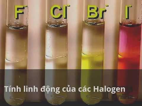 Các halogen linh động như thế nào