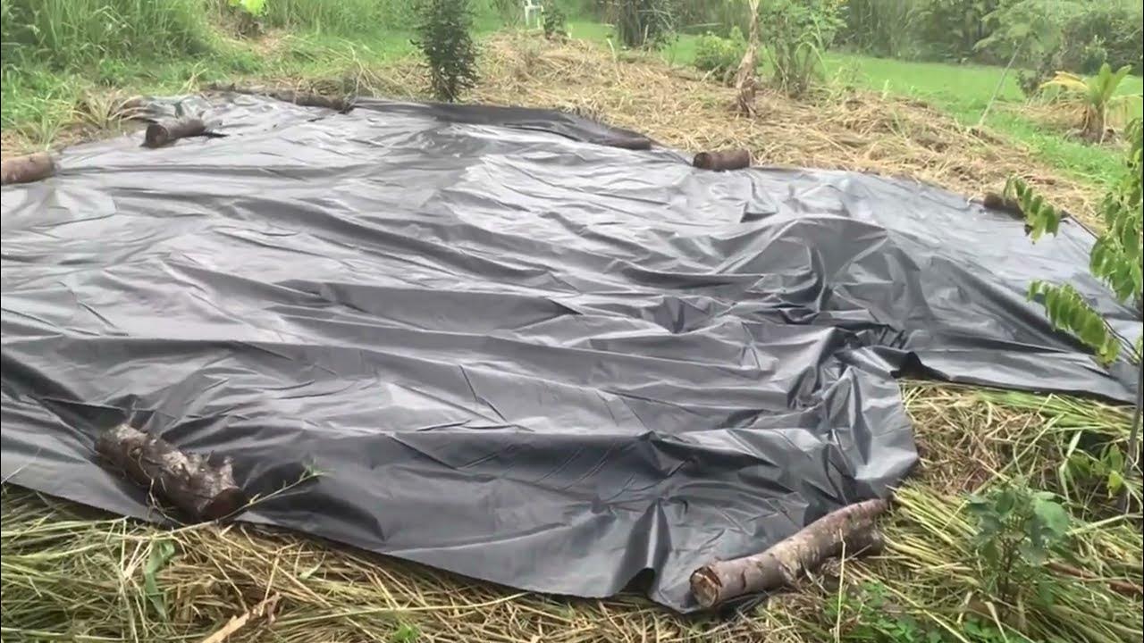 Killing Guinea Grass With a Tarp the Unveiling YouTube
