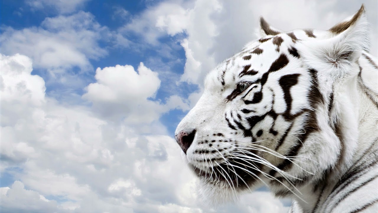 Анатолий Ададуров. Тетраграмматон - знак Божьей любви. Фрагмент из книги (Свидетели Иеговы)