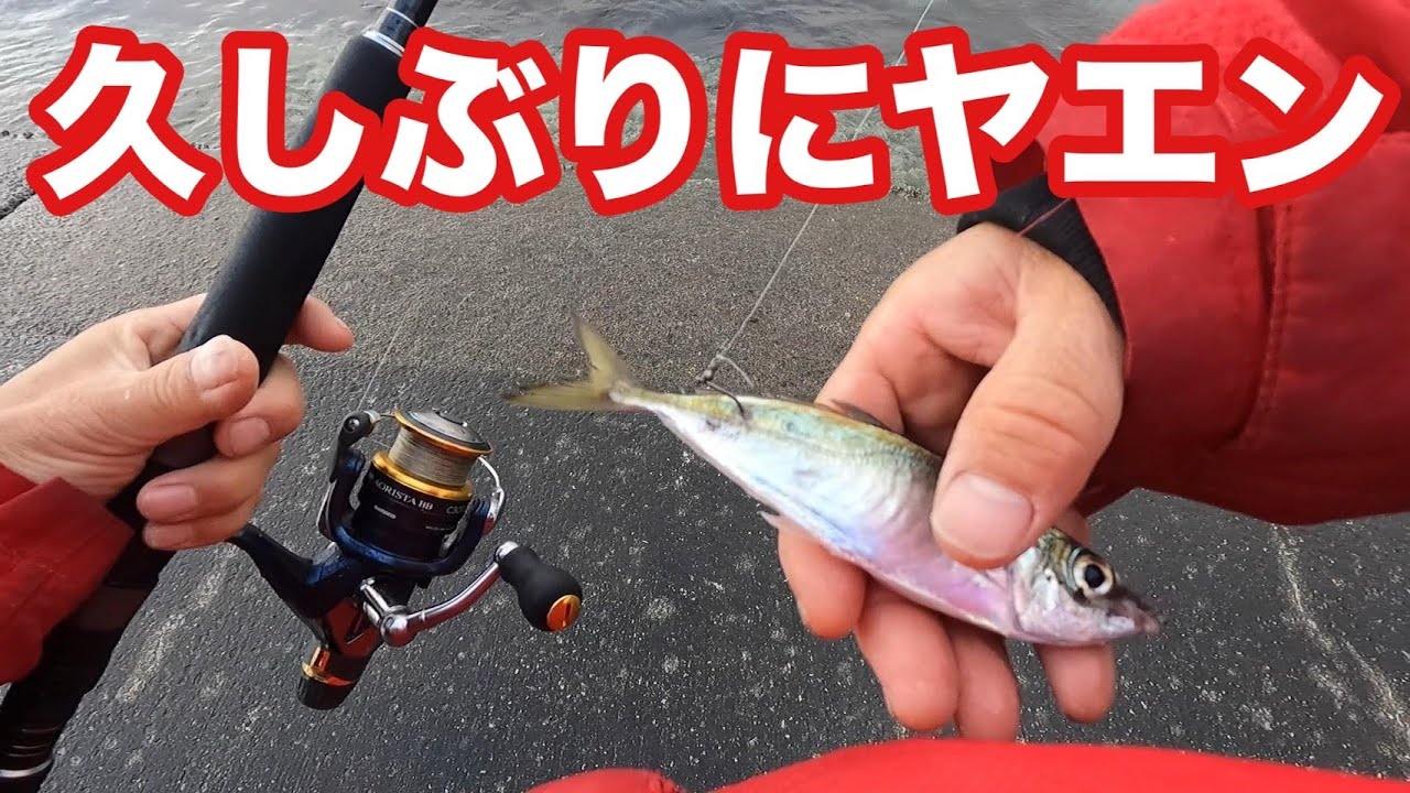 ヤエン】1年振りの堤防でアオリイカを狙ってみたら...【エギング/飲 