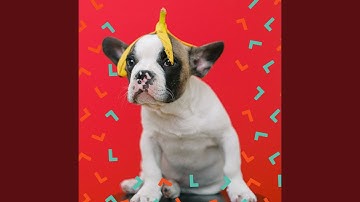 Pulsating Backdrops for Calm Pups