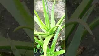 Aloe Vera Plant shorts aloevera aloeveragel aloeveragel aloverabenefits aloeverajuice aloe