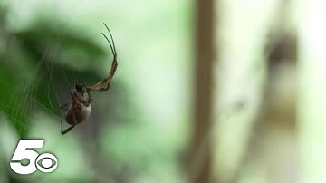 London Zoo creates program to help people overcome their fear of spiders