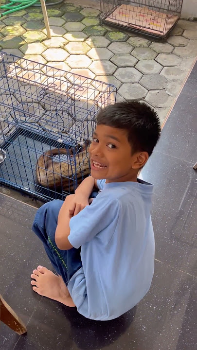 Lagi liatin musang #shorts