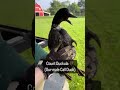 Listen Closely Ever Wondered What Male And Female Call Ducks Sound Like Here Is A Great Example Listen Closely Ever Wondered What Male And Female Call Ducks Sound Like Here Is A Great Example