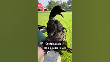 Listen Closely Ever Wondered What Male And Female Call Ducks Sound Like Here Is A Great Example 