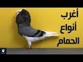 الحمام وانواعه | أغرب واجمل انواع حمام في العالم ..!!