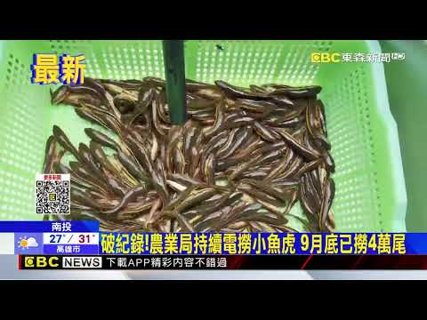 日月潭「小魚虎」大爆發 成群捕捉如夜市撈魚@newsebc