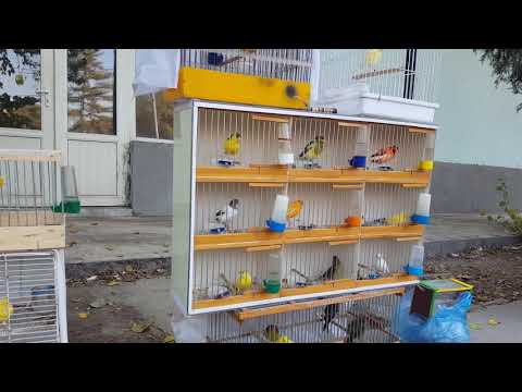 Тошкент қуш бозори: Канарейкалар 26.10.19 Tashkent bird market