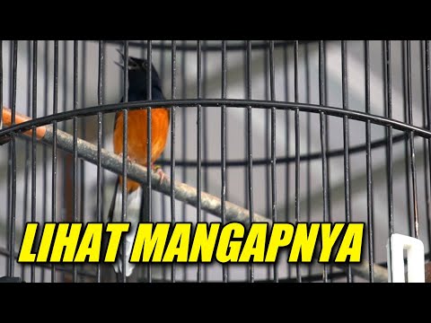 MURAI BATU INI LIHAT MANGAPNYA