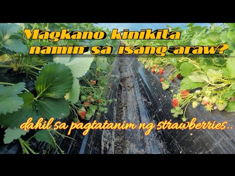 Video: Mga Strawberry Sa Ilalim Ng Agrofibre: Isang Pamamaraan Para Sa Pagtatanim Sa Kanila Sa Taglagas Sa Ilalim Ng Isang Pantakip Na Materyal. Tatlong-linya Na Teknolohiya At Two-line N