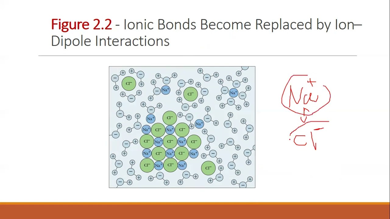biochemistry chapter 2 water and buffer