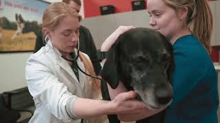 PetIQ Veterinarian Recruitment: Come Join Us! | VIP Petcare | PetVet | VetIQ Petcare"