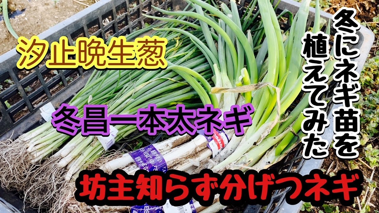 分けつネギと一本ネギ。坊主知らず、汐止晩生葱、冬昌一本太 岩槻ネギ