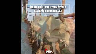 2023 Kurban Organizasyonu - İnpa Uluslararasi Organi̇zasyon