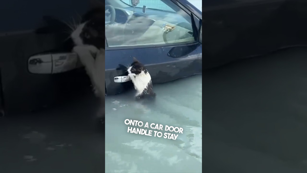 These guys went out to save others during the flood ❤️