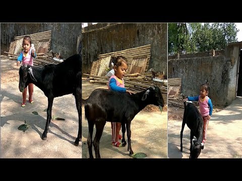 cutest-baby-girl-playing-with-goat-in-home