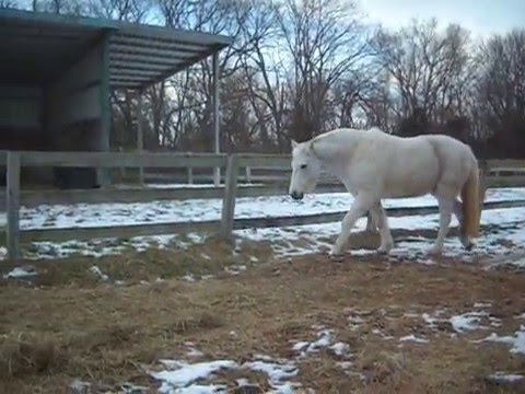 Filtering Iron Helps Laminitic Horses Laminitis Help