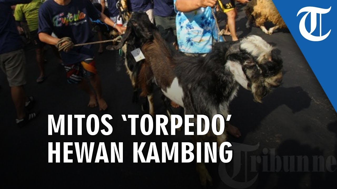 Mitos 'Torpedo' Kambing yang Bisa Meningkatkan Gairah Seksual camera iphone 8 plus apk