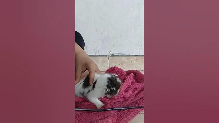 Video 10444101: bath feeding, kitten grooming, grooming baby, cat