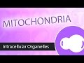 Intracellular Organelles- Mitochondria