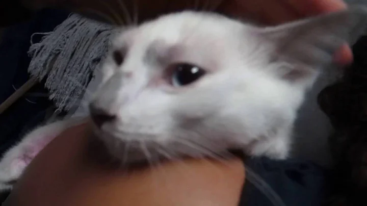 Video 943171: lilac point siamese kitten, purring pets, purring loving, little pets