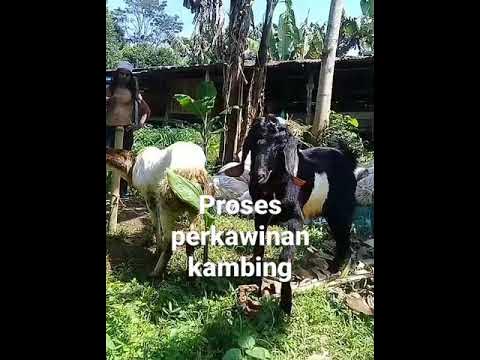 perkawinan kambing - YouTube