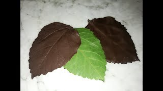 الطريقة التي اعتمدها منذ سنوات في تشكيل اوراق الشوكولاطة (Feuilles au chocolat)