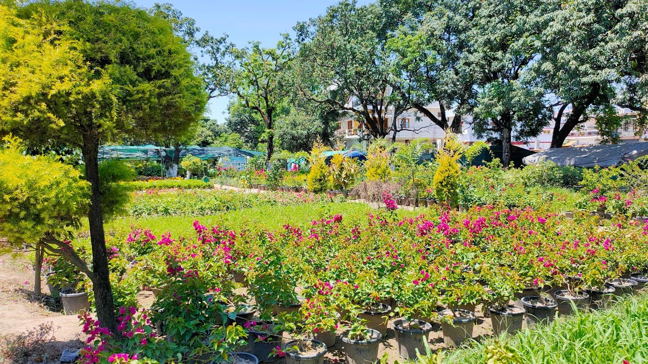 Nursery Overview//Nursery visit with price..best Nursery in Dehradun