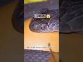 Snake Ko Bewakoof Banane Wali Chidiya #shorts #animalfacts #wildlife #snake #viralshorts #didyouknow