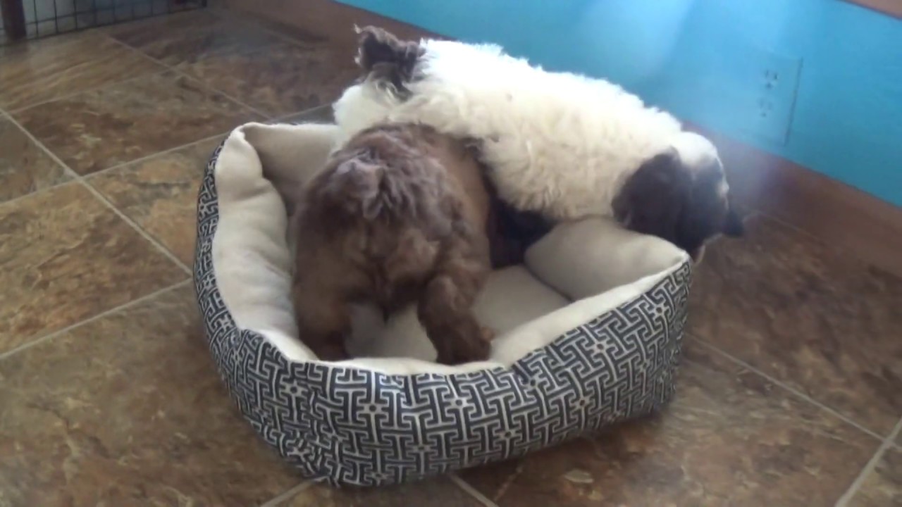 Cockapoo puppies Melvin & Molly www.KingdomDogs.com doodle معنى