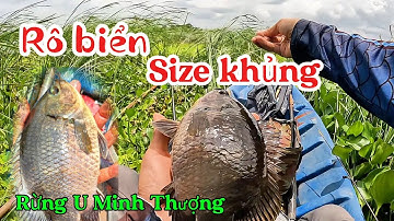 Câu cá lóc rừng U Minh Thượng - 2 môn kết hợp (tập 161) @huukhuynhkiengiang