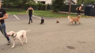 9-Month Old Chihuahua, Rosco! Chihuahua Dog Trainers in Virginia | Chihuahua Dog Training