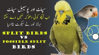 what is split lovebirds, possible split lovebirds homozygous and heterozygous lovebirds screenshot 4