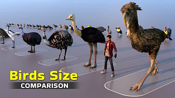 Birds Size 3D Comparison 2022