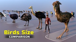 Birds Size 3D Comparison 2022 Resimi