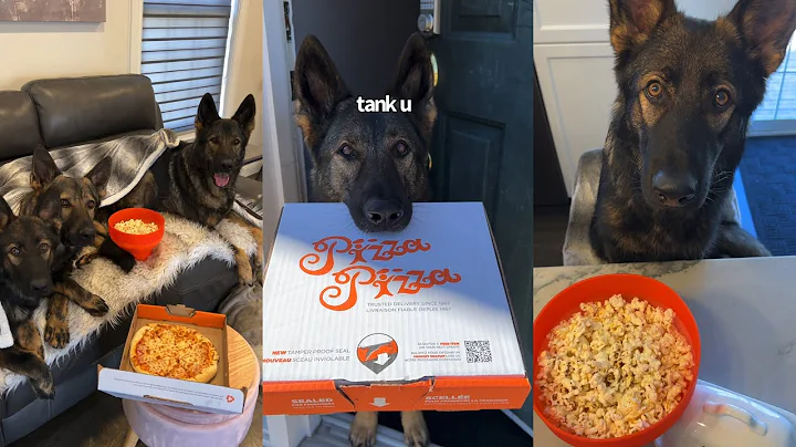 Our German Shepherds Have A Movie Night Without Us