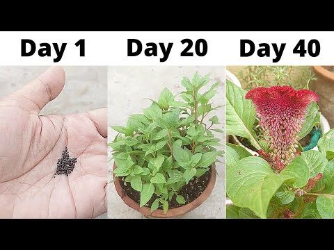How To Grow Cockscomb From Seeds ! How To Sow Cockscomb Seeds -- Seed To Flower