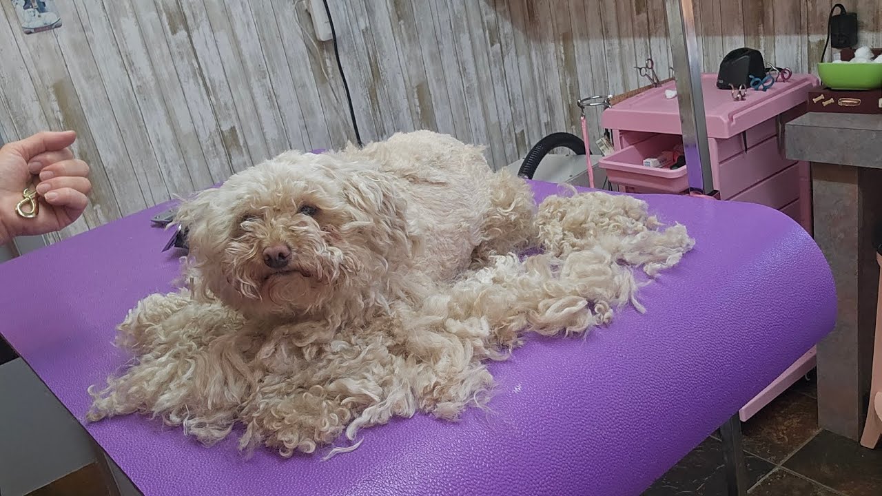 Matted Toy Poodle shave down, haircut,grooming YouTube