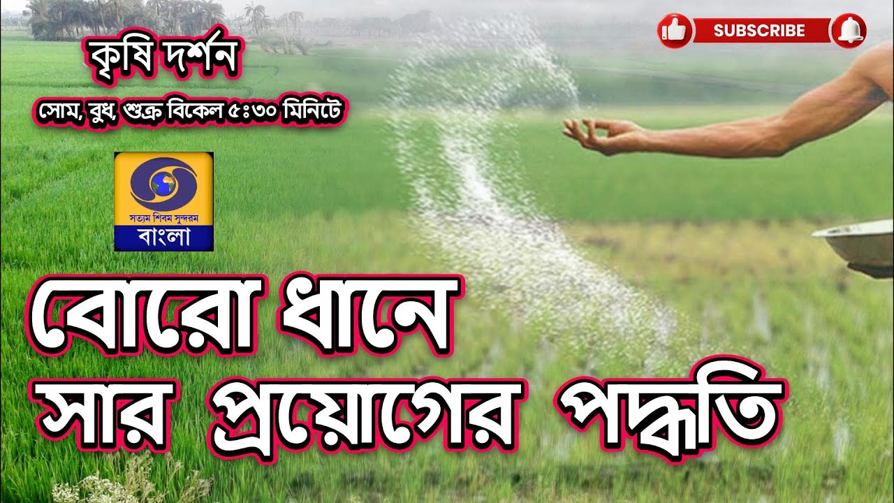 বোরোধানের সুসংহত  সারের প্রয়োগ পদ্ধতি  @DDBanglaTV #ddbangla  বরধানের