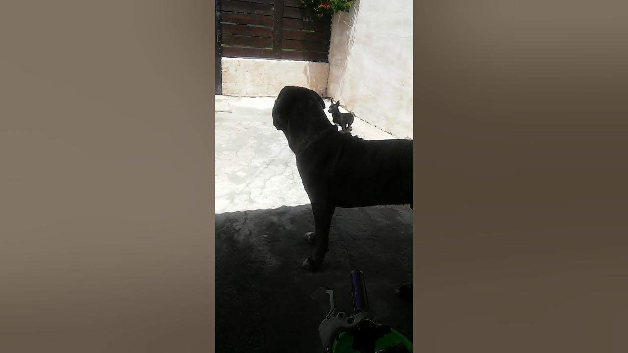 Raza de Perro FILA BRASILEÑO 🔥 Características, Cuidados y MÁS